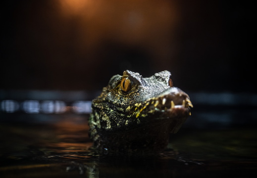Wildlife Photography